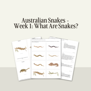 Australian Snakes Unit - Week 1